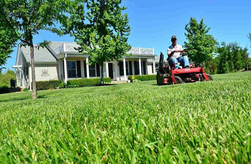 Important Tips For Caring For Your Yard That You Need To Know.