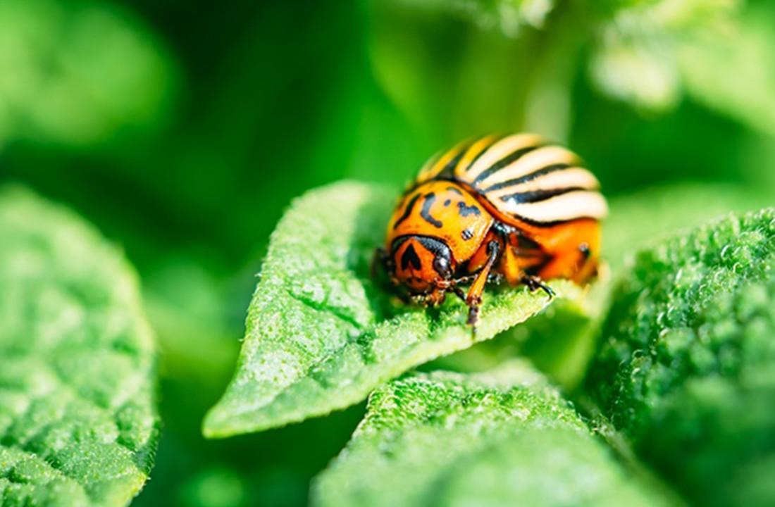 Know The Different Ways Of Eliminating Garden Pests.